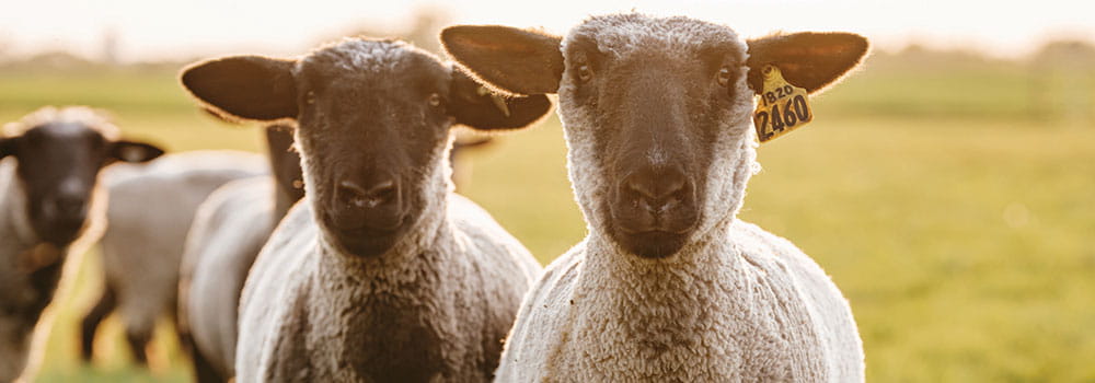 Two sheep leading a herd in a pasture
