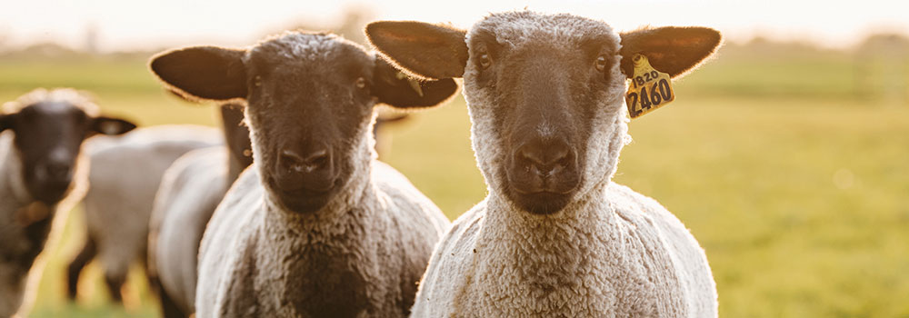 Two sheep leading a herd in a pasture
