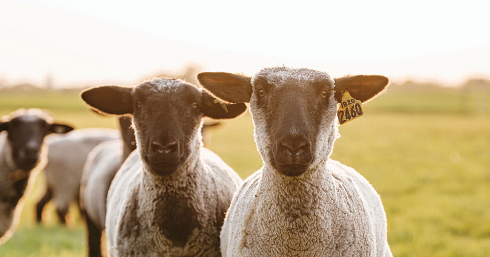 Two sheep leading a herd in a pasture
