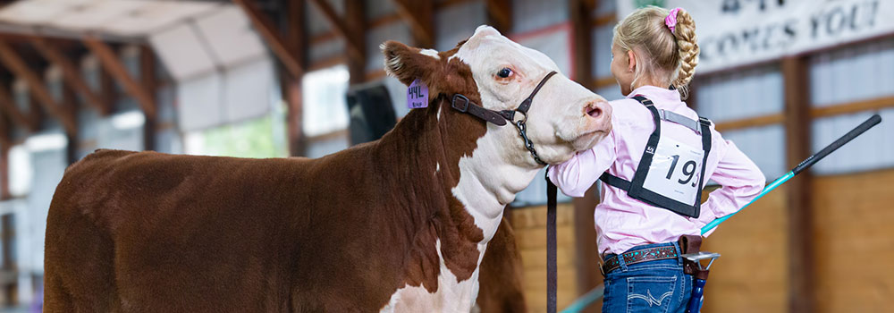Show beef