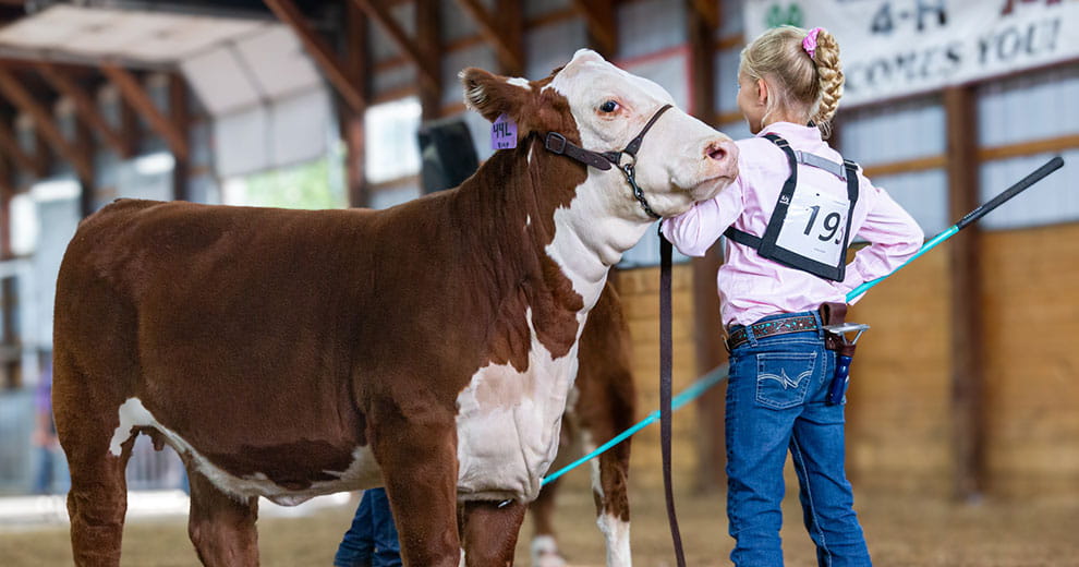 female showing steer at fair
