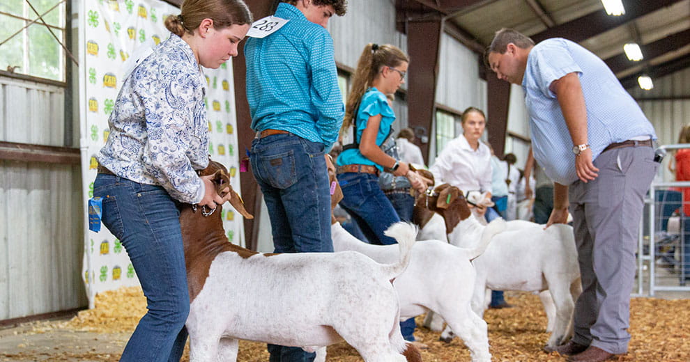 Walking a show goat