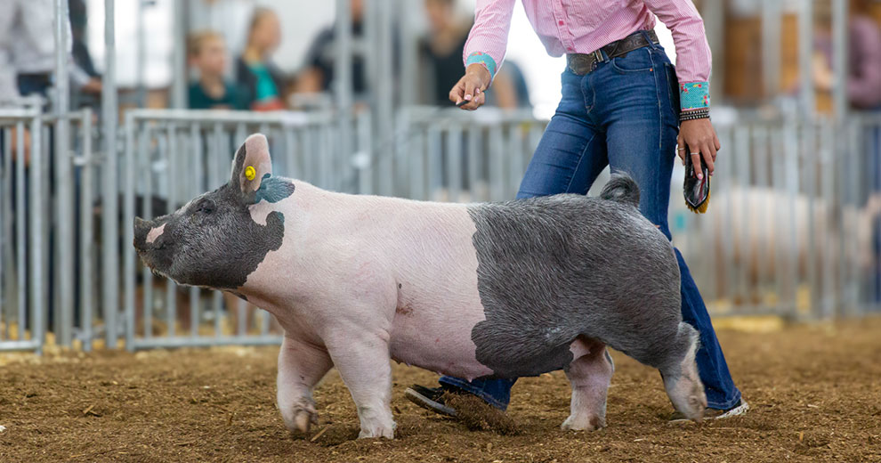 Showing pig at fair