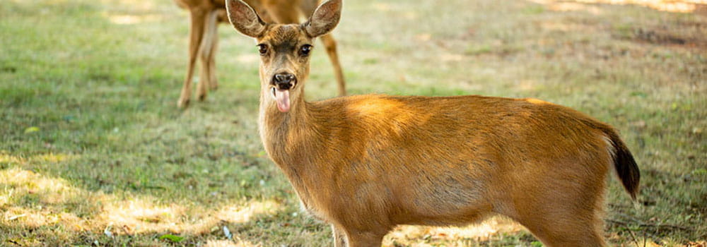 deer looking at camera with tongue sticking out