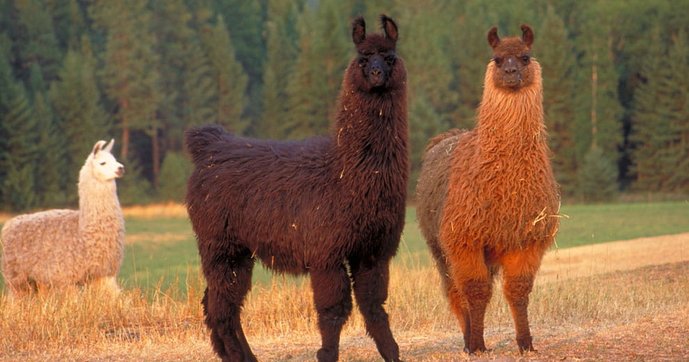 Three llamas standing in a field with a forest in the far background