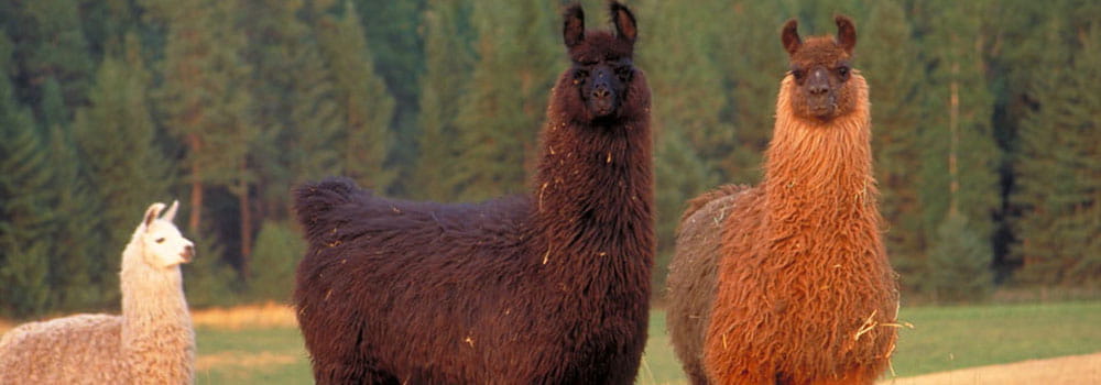 llamas