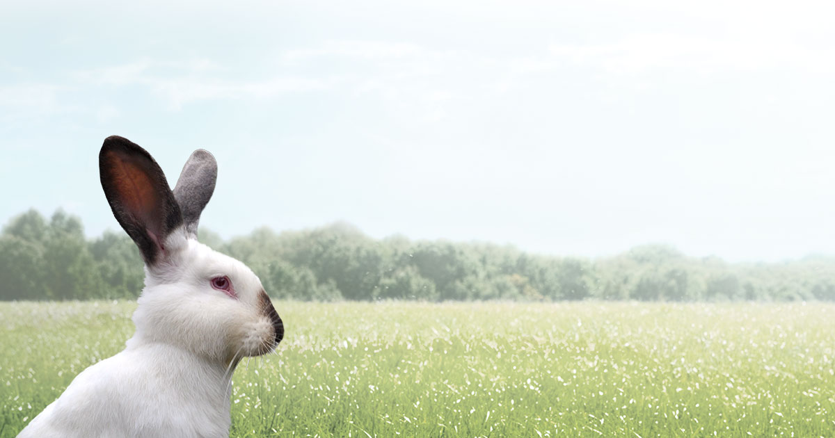 Specialty feed for pets and unique livestock | Payback Nutrition