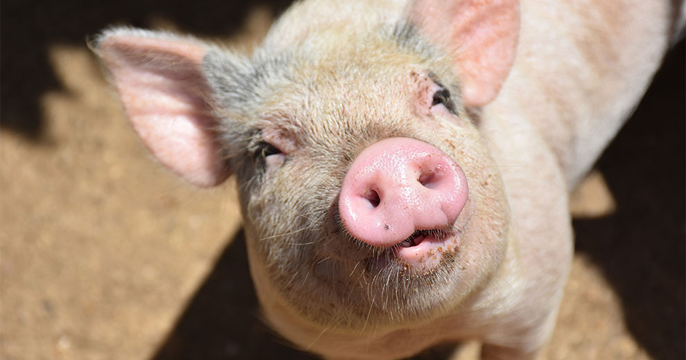 Pig