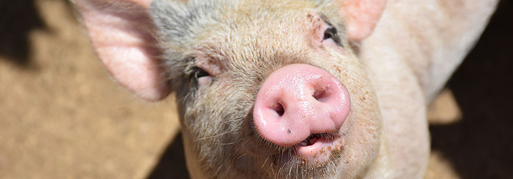 Pig smiling in the sunlight