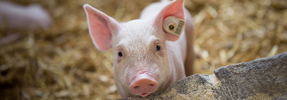 Piglet looking at the camera