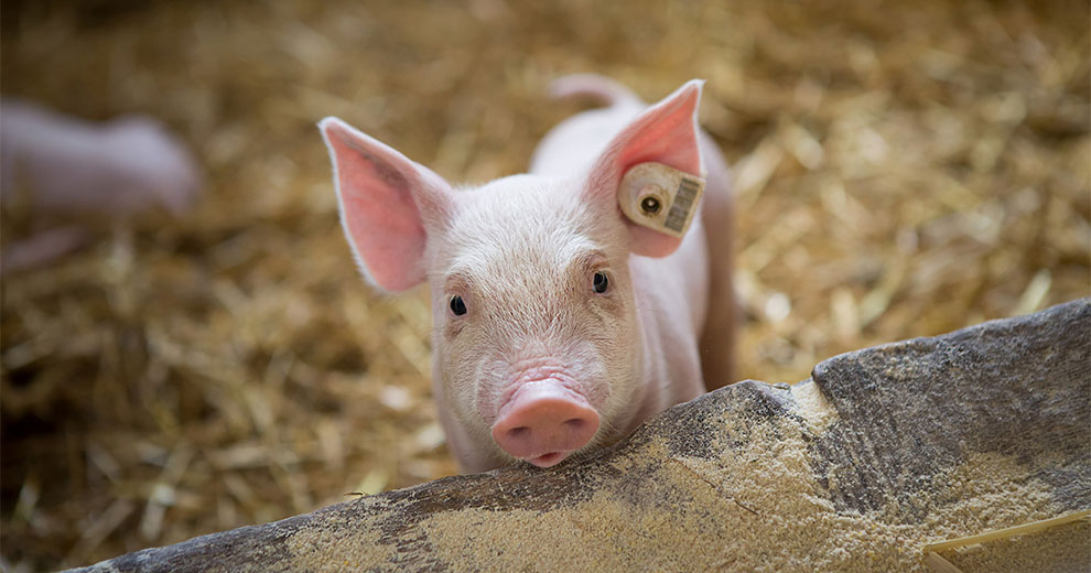 Piglet