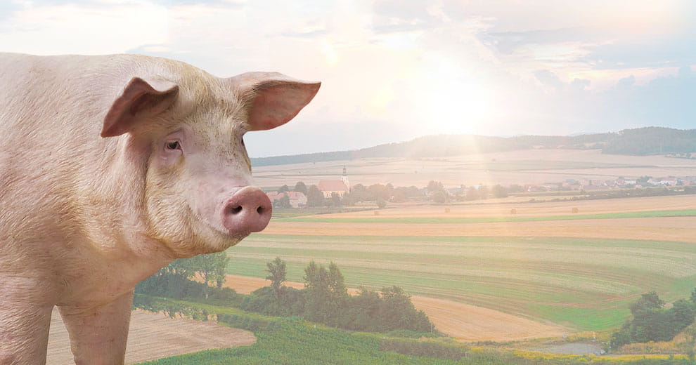 Swine in front of field