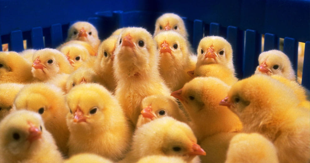 Chicks