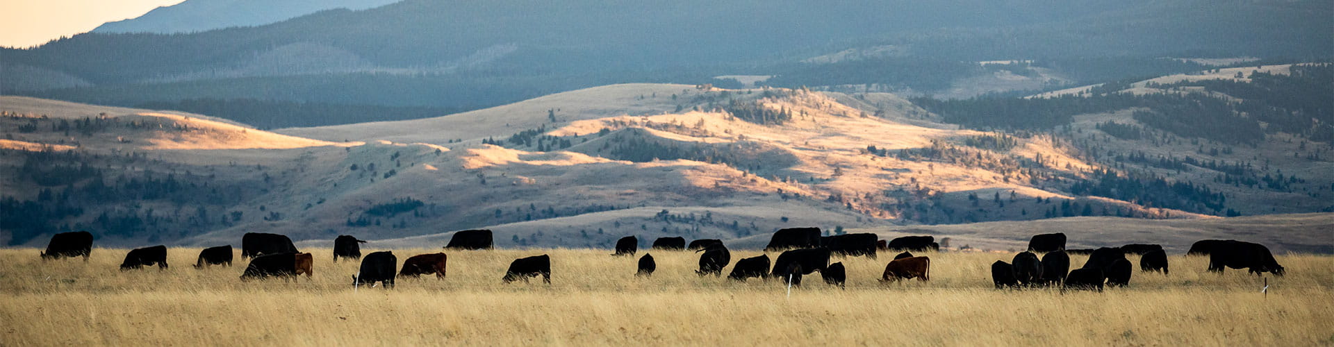 A herd of cattle grazing in a field by mountains