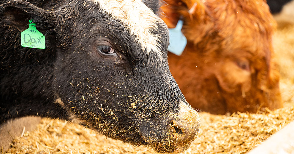 Two bulls eating hay from a trough