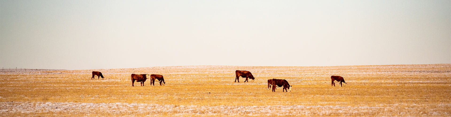 Cows grazing in a field under a cloudy sky