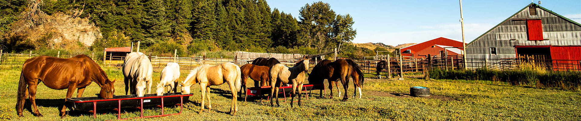 Horses grazing with a barn in the background