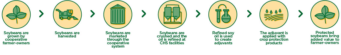 journey of soy-enhanced adjuvants