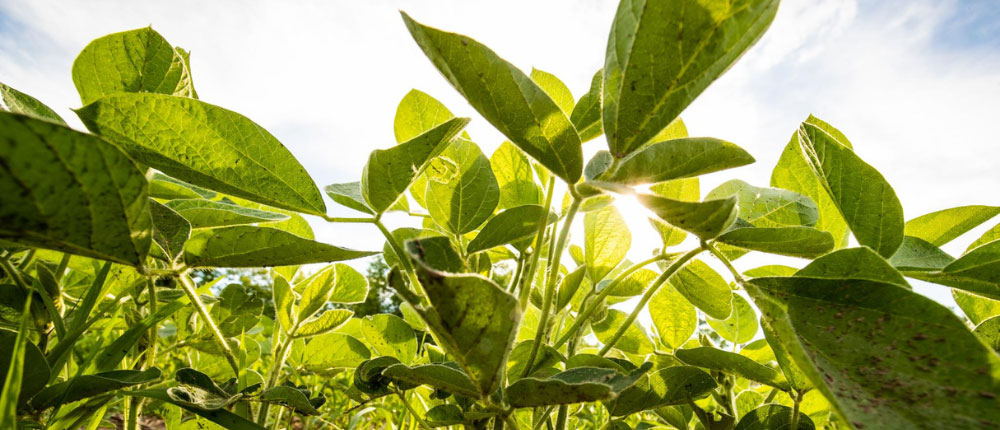 soybean-sunlight-1000x430