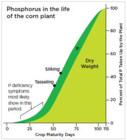 role-of-phosphorus-chart-250x276