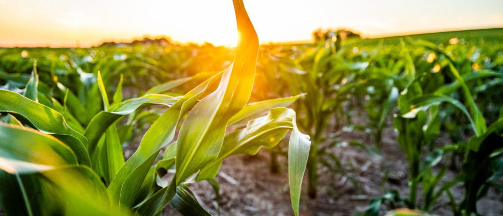 corn field with a sunset in the background