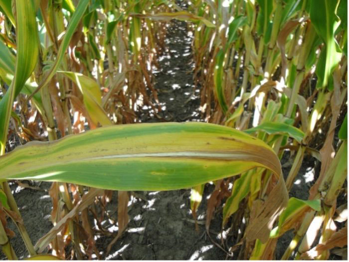 nitrogen-deficient-corn-700x526