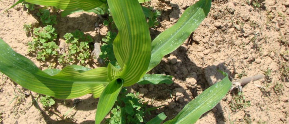 corn plant that is zinc deficient