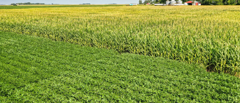 corn and soybean fields next to each other