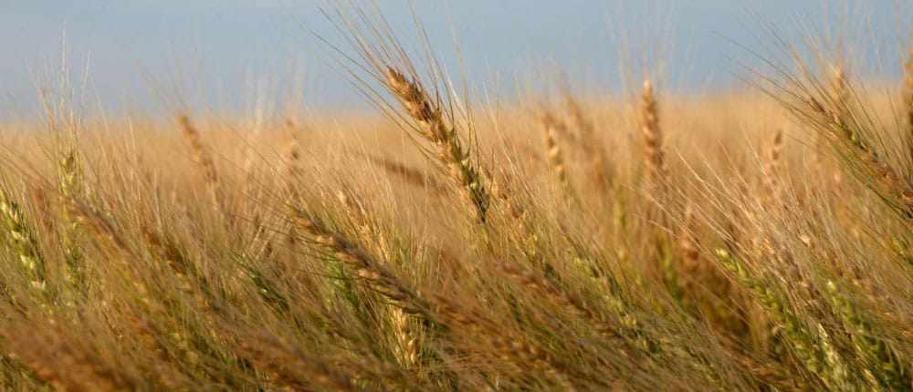 field of winter wheat