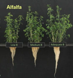 boron-deficiency-alfalfa-250x267