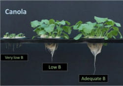 boron-deficiency-canola-250x175
