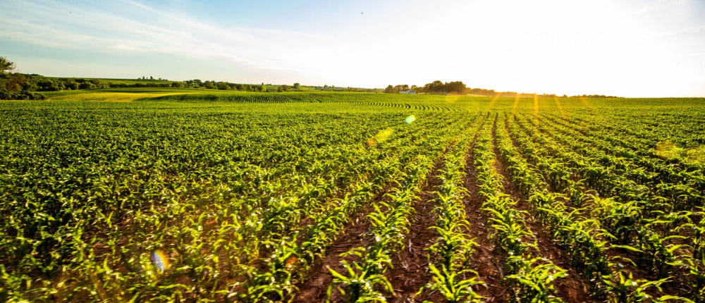 corn-field-1000x430