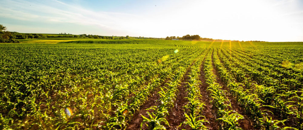 corn-field-1000x430