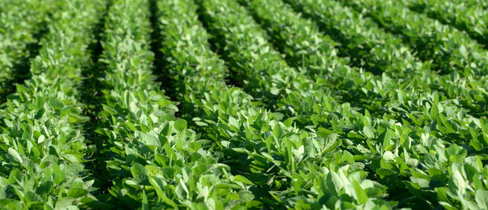 soybean-field-1000x430