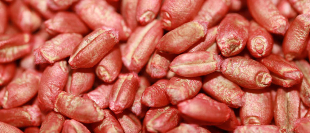 treated-wheat-seed-1000x430