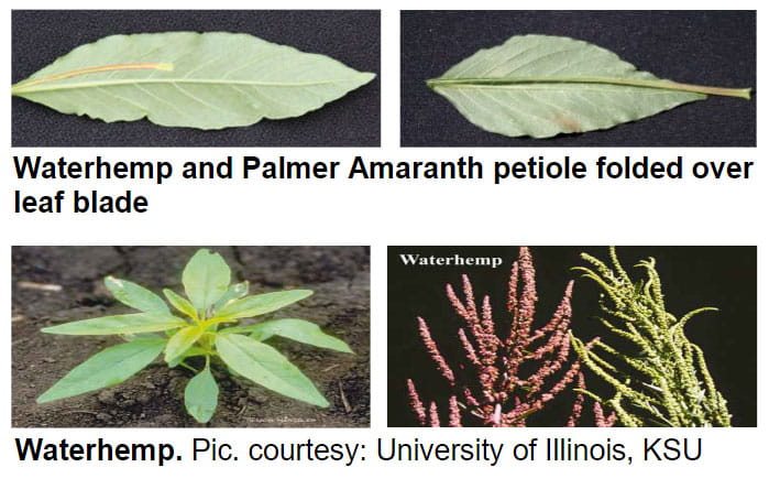 plants with waterhemp