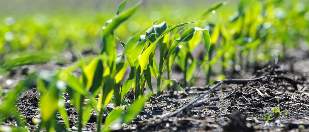 early-stage-corn-field-1000x430