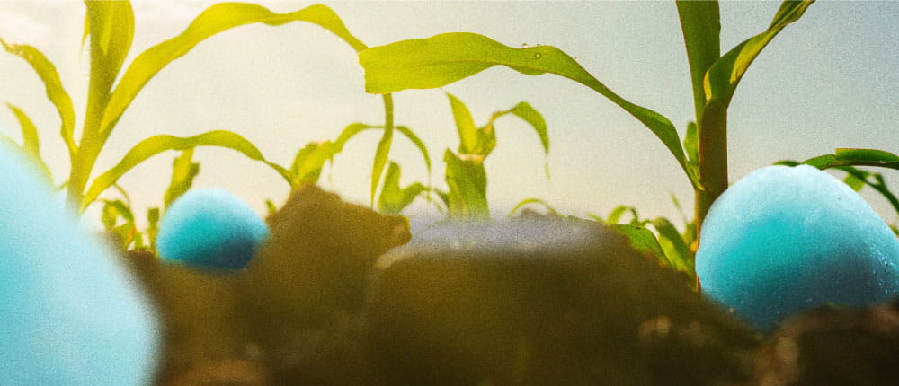 N-Edge Pro in a corn field