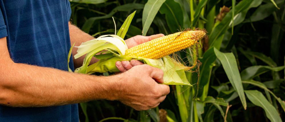 man holding an ear of corn in a field