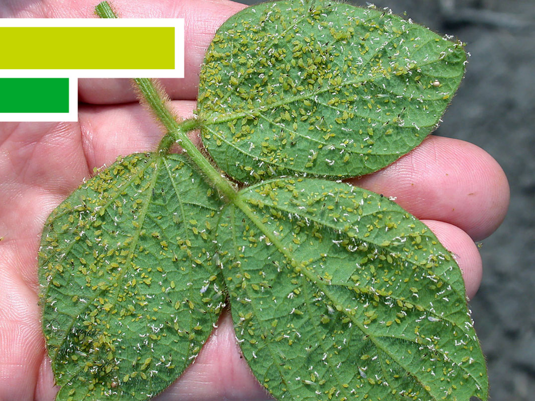 aphids on soybeans