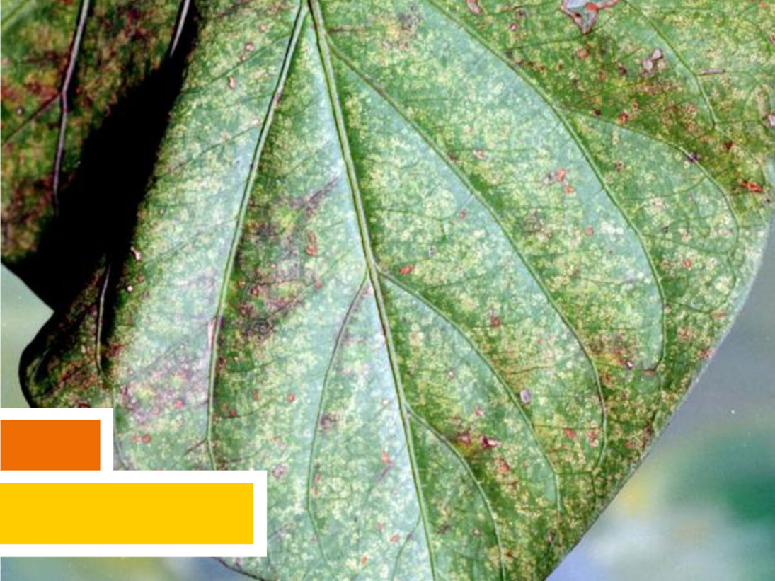 spider mites on soybean plant