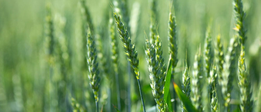 wheat field