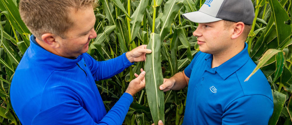 agronomists talking in corn field