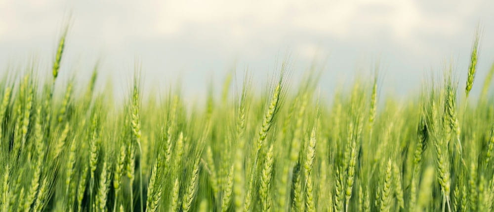 Wheat stalks below a cloudy sky