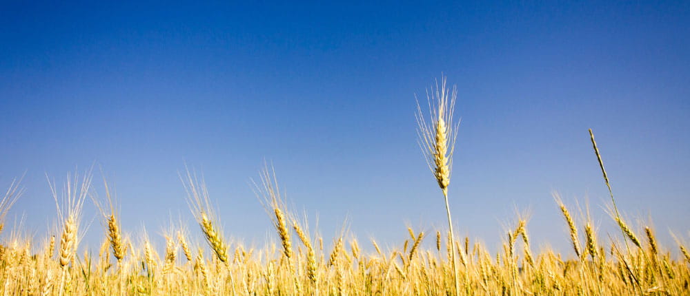 wheat field