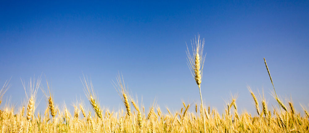 wheat field
