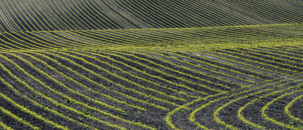 early stage corn field