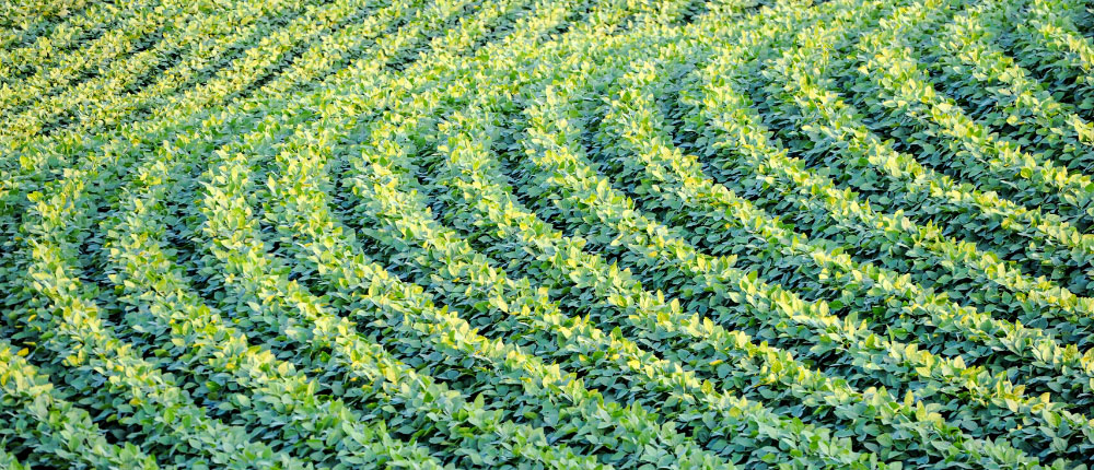 soybean field