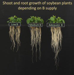 graphic showing boron deficiency in soybeans