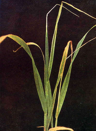 copper deficiency in wheat plant